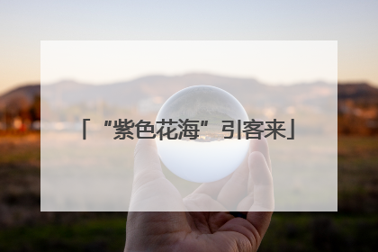 “紫色花海”引客来