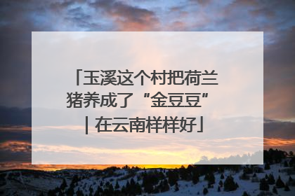 玉溪这个村把荷兰猪养成了“金豆豆”｜在云南样样好
