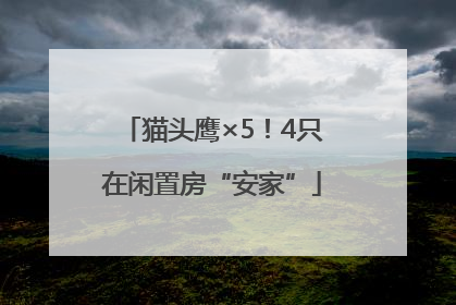猫头鹰×5！4只在闲置房“安家”