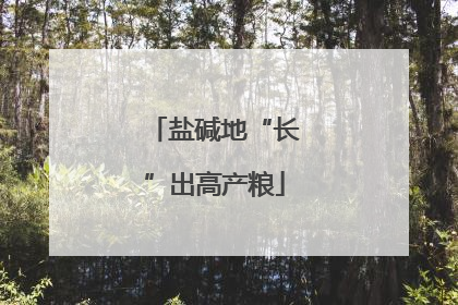 盐碱地“长”出高产粮