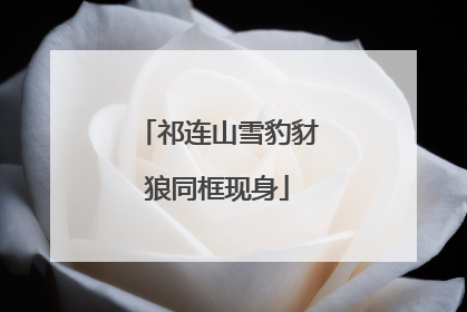 祁连山雪豹豺狼同框现身