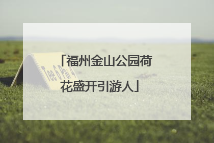福州金山公园荷花盛开引游人