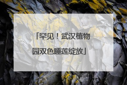 罕见！武汉植物园双色睡莲绽放