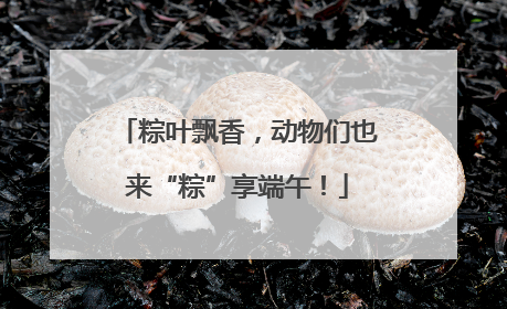 粽叶飘香，动物们也来“粽”享端午！