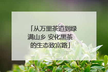 从万里茶道到绿满山乡 安化黑茶的生态致富路