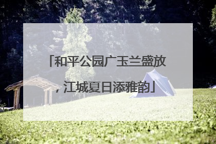 和平公园广玉兰盛放，江城夏日添雅韵