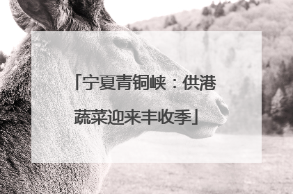 宁夏青铜峡：供港蔬菜迎来丰收季