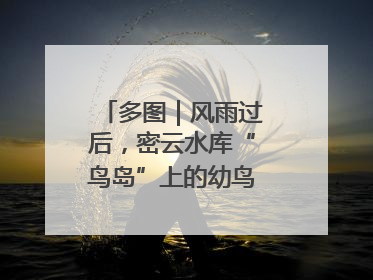 多图｜风雨过后，密云水库“鸟岛”上的幼鸟还好吗？