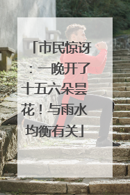 市民惊讶：一晚开了十五六朵昙花！与雨水均衡有关