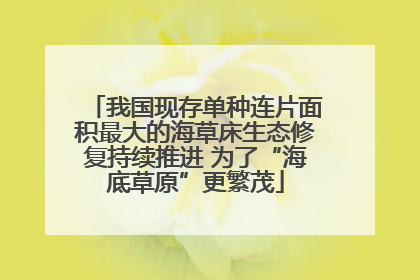 我国现存单种连片面积最大的海草床生态修复持续推进 为了“海底草原”更繁茂