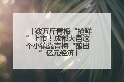 数万斤青梅“抢鲜”上市！成都大邑这个小镇靠青梅“酿出”亿元经济