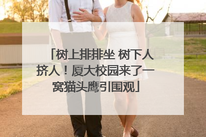 树上排排坐 树下人挤人！厦大校园来了一窝猫头鹰引围观