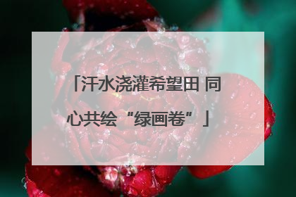 汗水浇灌希望田 同心共绘“绿画卷”