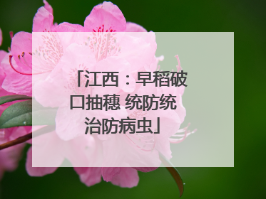 江西：早稻破口抽穗 统防统治防病虫