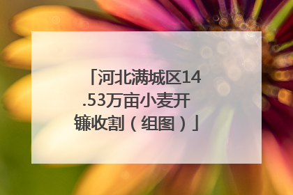 河北满城区14.53万亩小麦开镰收割（组图）