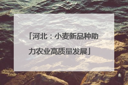 河北：小麦新品种助力农业高质量发展