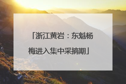 浙江黄岩：东魁杨梅进入集中采摘期