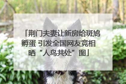 荆门夫妻让新房给斑鸠孵蛋 引发全国网友竞相晒“人鸟共处”图