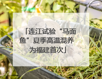 连江试验“马面鱼”夏季高温混养 为福建首次