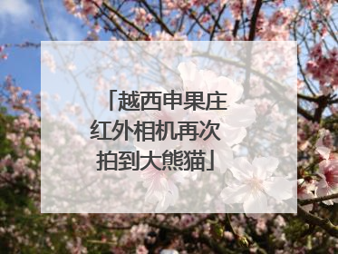 越西申果庄红外相机再次拍到大熊猫