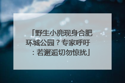 野生小麂现身合肥环城公园？专家呼吁：若邂逅切勿惊扰