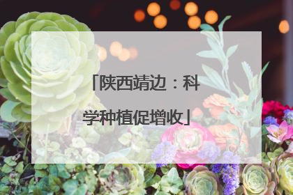 陕西靖边：科学种植促增收