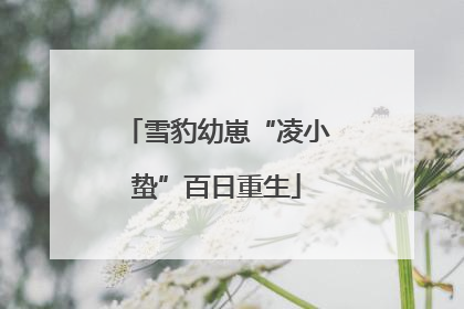 雪豹幼崽“凌小蛰”百日重生