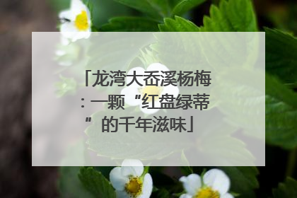龙湾大岙溪杨梅：一颗“红盘绿蒂”的千年滋味