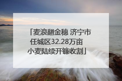 麦浪翻金穗 济宁市任城区32.28万亩小麦陆续开镰收割