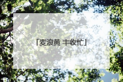 麦浪黄 丰收忙