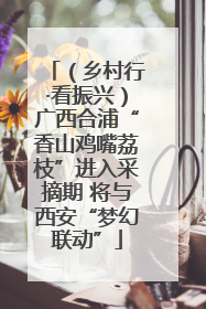 （乡村行·看振兴）广西合浦“香山鸡嘴荔枝”进入采摘期 将与西安“梦幻联动”